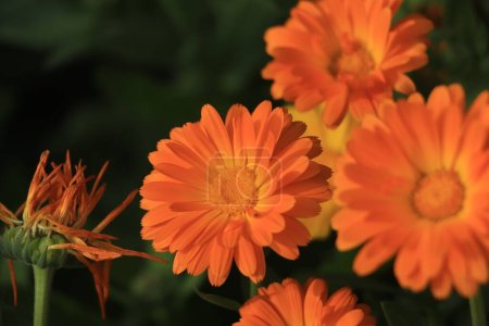 Closeup background of orange calendula flower