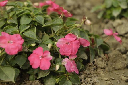 Background of New Guinea Impatiens flowers ( Impatiens hawkeri w.bull., New Guinea Hybrids ) and green leaves, Close up