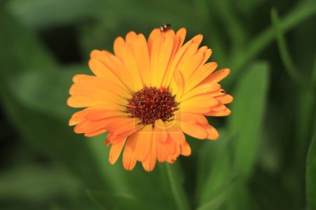 Photo for Orange Calendula flower closeup background - Royalty Free Image