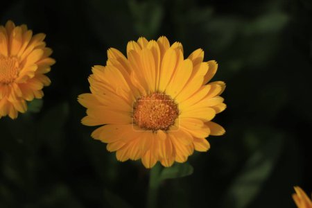 Photo for Closeup of calendula flower in a tropical garden - Royalty Free Image