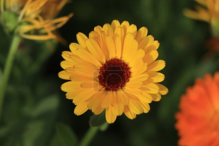 Photo for Yellow calendula flower closeup background - Royalty Free Image