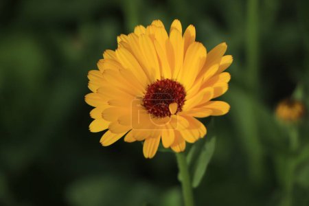 Photo for Blooming calendula (lat. Calendula officinalis) on a flower bed in the summer garden - Royalty Free Image