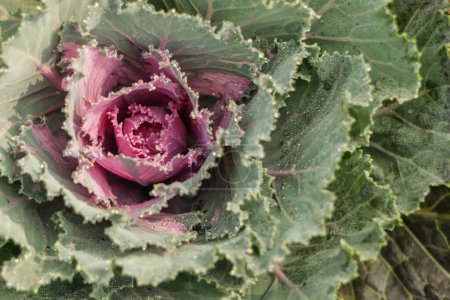 Photo for Ornamental brassica cabbage with green purple leaves. Coloured leaves of ornamental cabbage. - Royalty Free Image