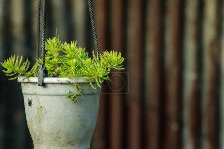 Photo for Sedum or Stonecrop plant in a plastic pot hanging on a garden - Royalty Free Image