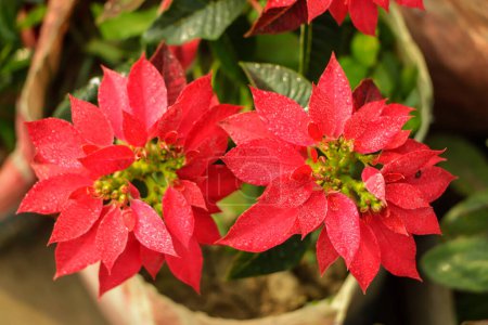 Téléchargez les photos : Gros plan de fleurs rouges de poinsettia (Euphorbia pulcherrima
) - en image libre de droit