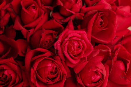 Photo for Natural red rose closeup background in flower shop , Bangladesh - Royalty Free Image