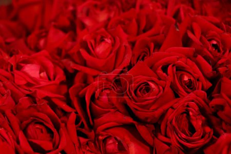 Photo for CLOSE UP BUNCH RED ROSES BACKGROUND - Royalty Free Image