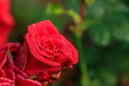 Foto de Closeup red rose as a background - Imagen libre de derechos