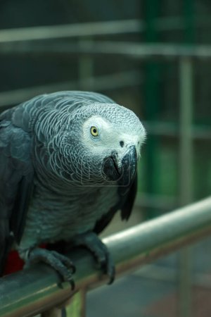 Téléchargez les photos : Perroquet gris africain tête close-up regardant - en image libre de droit