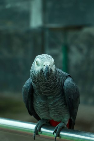 Téléchargez les photos : Closeup African grey parrot(Psittacus erithacus) stay on the tripod - en image libre de droit