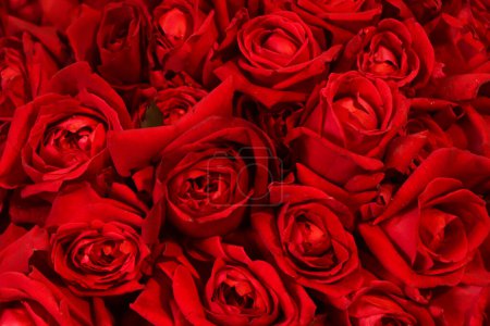 Téléchargez les photos : Red rose as holiday background - en image libre de droit