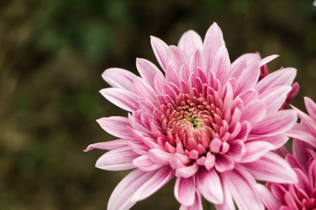 Téléchargez les photos : Pink chrysanthemum flower with copy space for text - en image libre de droit