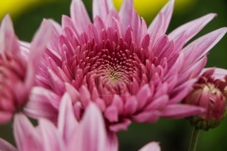Photo for Pink chrysanthemum flower also called as flower of november - Royalty Free Image