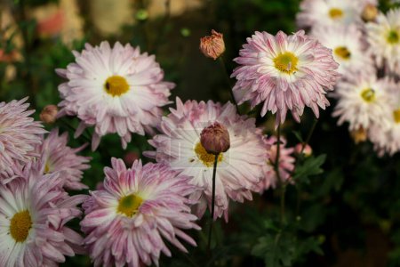 Photo for Background of pink chrysanthemum flower, white and pink chrysanthemum - Royalty Free Image