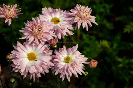 Téléchargez les photos : Background of chrysanthemums, white and pink chrysanthemum - en image libre de droit