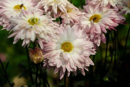 Photo for Pink chrysanthemum flower in the garden - Royalty Free Image