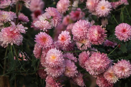 Téléchargez les photos : Chrysanthemum flower background, pink chrysanthemum in garden - en image libre de droit