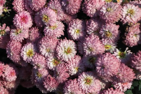 Téléchargez les photos : Background of pink chrysanthemum flower - en image libre de droit