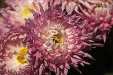 Téléchargez les photos : Gros plan de fleur de chrysanthème rose - en image libre de droit