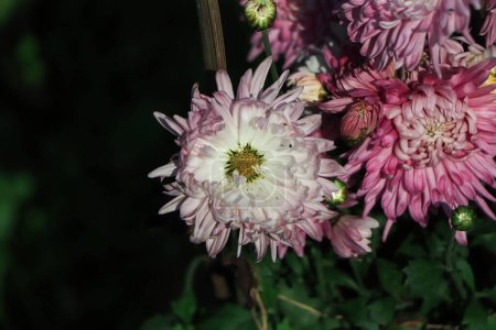 Téléchargez les photos : Pink chrysanthemum flower with copy space - en image libre de droit