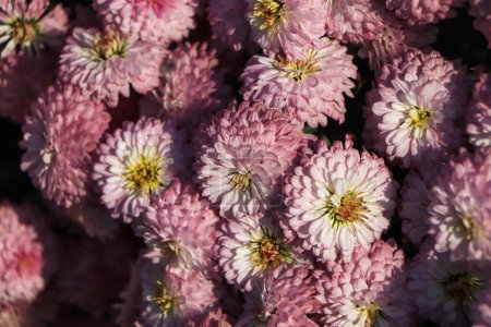 Téléchargez les photos : Chrysanthèmes dans le Jardin botanique Nikitsky, Crimée. fleurs chrysanthème, chrysanthème en automne - en image libre de droit