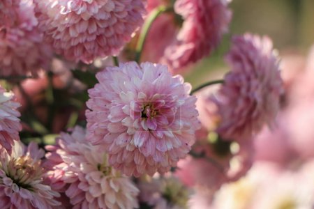 Photo for Background of beautiful pink chrysanthemum flowers. - Royalty Free Image