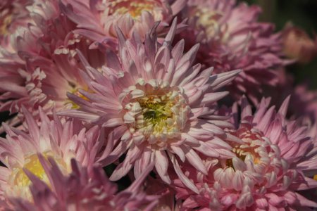 Téléchargez les photos : Pink chrysanthemum flower closeup background - en image libre de droit