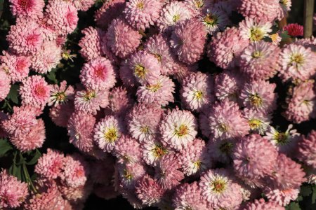 Téléchargez les photos : Fond chrysanthème automnal rose coloré - en image libre de droit