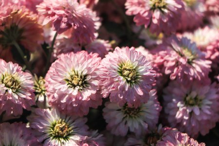Téléchargez les photos : Fond de belles fleurs de chrysanthème rose. - en image libre de droit