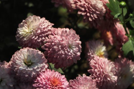 Téléchargez les photos : Chrysanthèmes dans le Jardin botanique Nikitsky, Crimée. fleurs chrysanthème, chrysanthème en automne - en image libre de droit