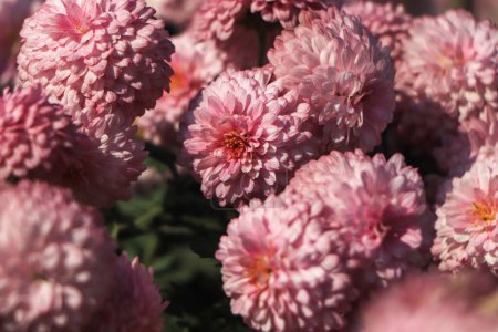 Photo for Pink winter chrysanthemum flowers with space for text. garden chrysanthemum - Royalty Free Image