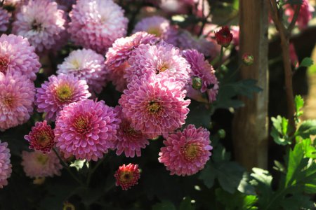 Téléchargez les photos : Background of pink chrysanthemum flower in garden - en image libre de droit