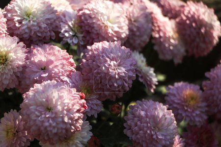 Téléchargez les photos : Chrysanthemum flower background, pink chrysanthemum in garden - en image libre de droit