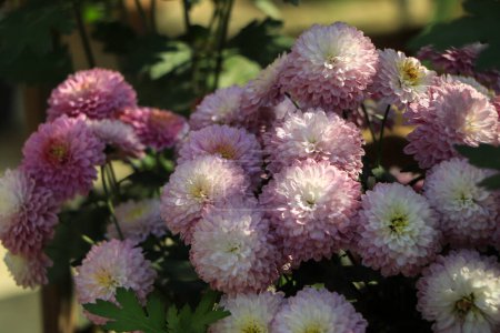 Photo for Closeup of pink chrysanthemum flower in garden - Royalty Free Image