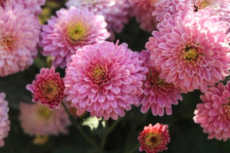Photo for Autumn flower chrysanthemum blooming in garden - Royalty Free Image