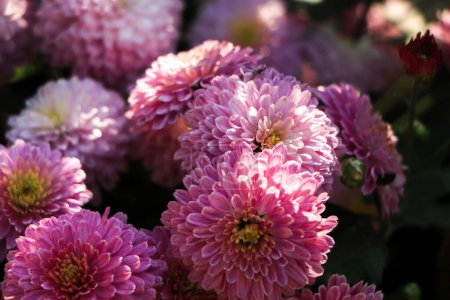 Photo for A close up photo of a bunch of dark pink chrysanthemum flowers with yellow centers and white tips on their petals. - Royalty Free Image