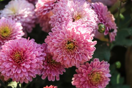 Photo for Pink chrysanthemum flower closeup background - Royalty Free Image