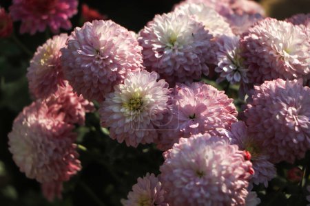 Téléchargez les photos : Background of chrysanthemum , pink chrysanthemum flower blooming - en image libre de droit