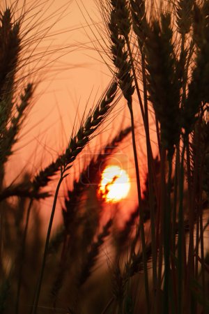 Foto de Las orejas del trigo maduro sobre el fondo el sol por la tarde - Imagen libre de derechos