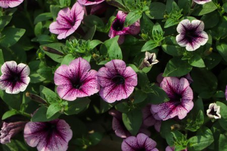 Beautiful blooming petunia flowers in window boxes on a nice summer day