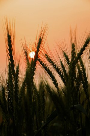 Foto de Trigo barbudo contra una puesta de sol en la pradera - Imagen libre de derechos