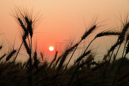 Foto de Tallo de hierba de trigo primer plano silueta de la foto al atardecer y amanecer en el verano, sol de la naturaleza se pone fondo amarillo - Imagen libre de derechos