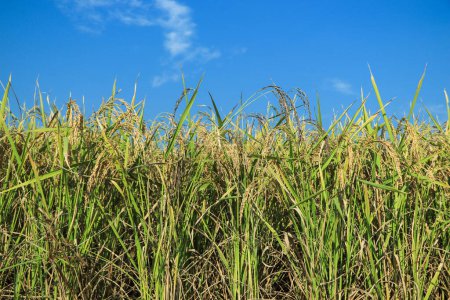 Téléchargez les photos : Oreilles de riz et ciel bleu. Gros plan sur les épis de riz - en image libre de droit