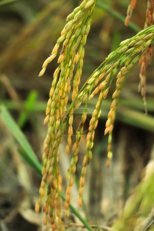Photo for Golden rice paddy rice ear closeup growing in autumn paddy field - Royalty Free Image