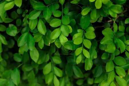 Close up tropical Green leaves texture and abstract background., Nature concept., dark tone.