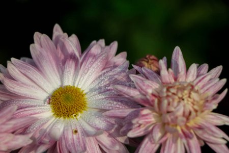 Photo for Chrysanthemum flower, white and pink chrysanthemum - Royalty Free Image
