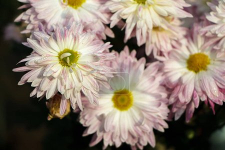 Photo for Background of chrysanthemums, white and pink chrysanthemum - Royalty Free Image