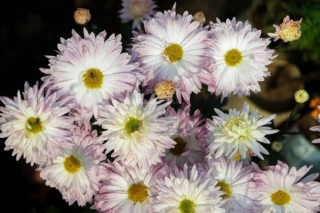 Téléchargez les photos : Fond de fleur de chrysanthème blanc et rose dans un jardin - en image libre de droit