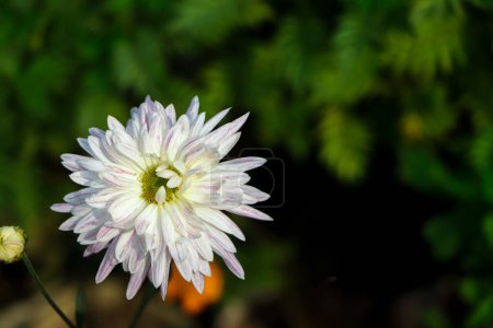 Photo for White chrysanthemum flower with lot of copy space - Royalty Free Image
