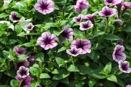 Foto de Primer plano de flor violeta de Petunia (Petunia Hybrida). Fondo de jardín de verano - Imagen libre de derechos